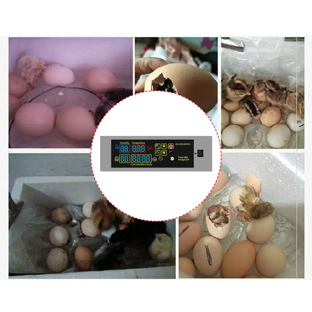 HTMC-5 Trứng Ấp Bộ Điều Khiển Bộ DIY Mini Ủ Bộ Điều Khiển Nhiệt Độ Không Đổi Trứng Ấp Trứng Hộp Phụ Kiện