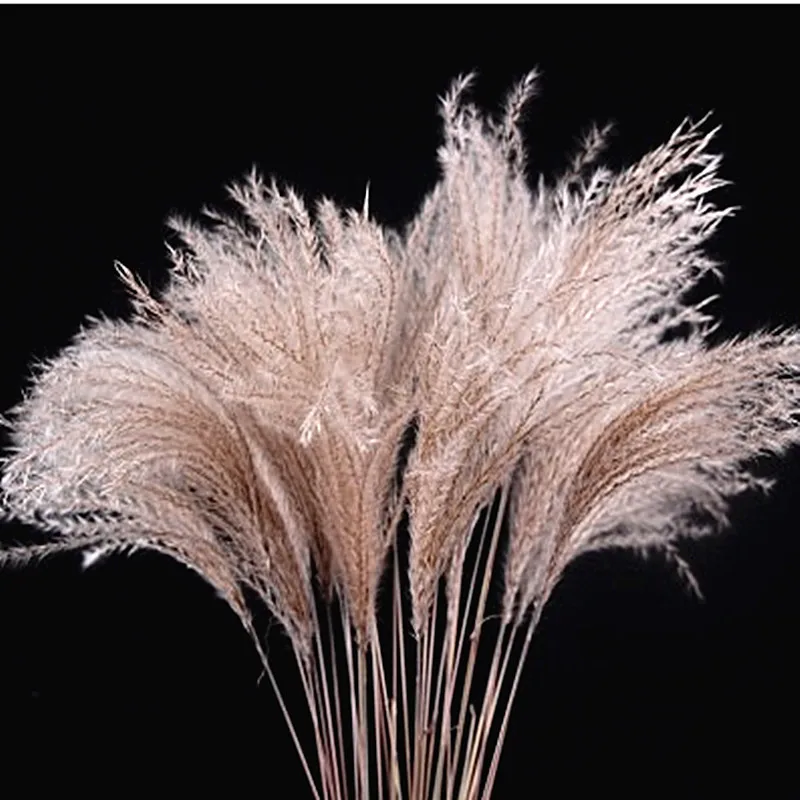 

Natural Dried Flower Reed, Wedding Plants, Wall Decor, Artificial Flowers, Party Stage Setting, Outside Decoration