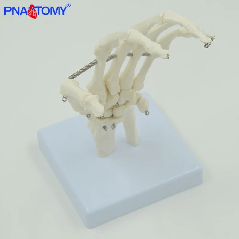 PNATOMY-modelo de articulación de mano Flexible de tamaño real, modelo anatómico de hueso de mano, esqueleto metacarpiano, herramienta de enseñanza