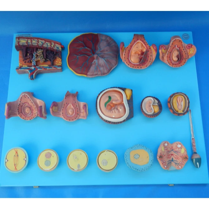 Human Fertilization and Early Embryogeny model, Fetus model, Embryo model