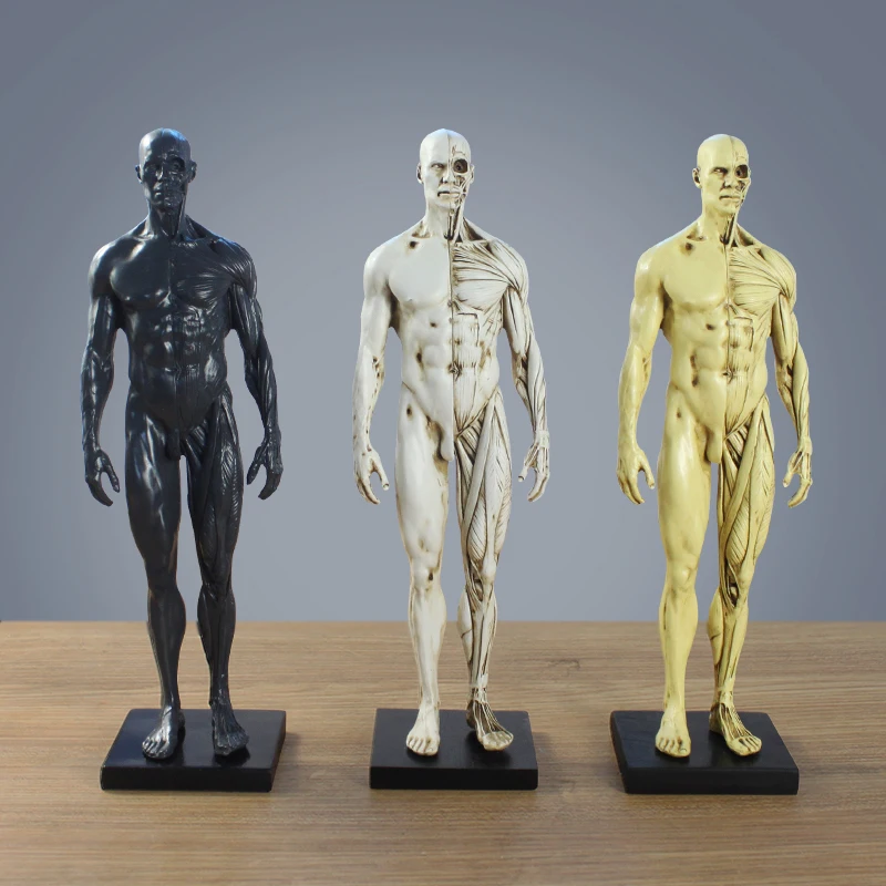 

Modern Medical Human Musculoskeletal Anatomical Structure Model Resin Accseeories Teaching room Hospital Table Statues Decor Art