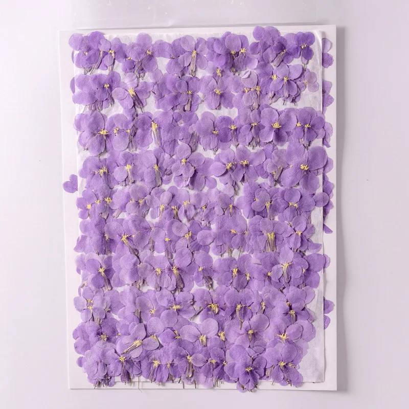 250pcs Pressed Dried Orychophragmus Violaceus Flower Plants Herbarium For Epoxy Resin Jewelry Making Makeup Nail Art Craft DIY