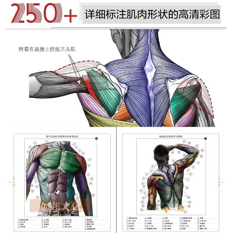 หนังสือประติมากรรมร่างกายมนุษย์ศิลปะ HD แบบ3D หนังสือบทช่วยสอนพื้นฐานการออกแบบตัวละครเกมการวาดรูปร่างมนุษย์โครงสร้างกล้ามเนื้อโครงกระดูก