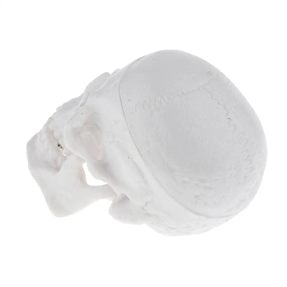 High Details Mini Human Head Skull Skeleton Model Medical Anatomy Learning