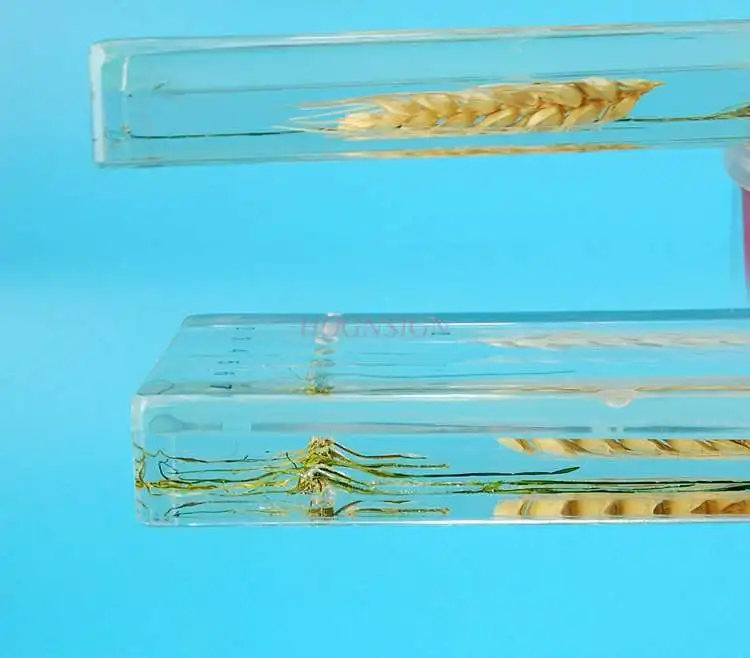 Children\'s cognitive kindergarten teaching wheat specimen plant seed germination during wheat seed germination
