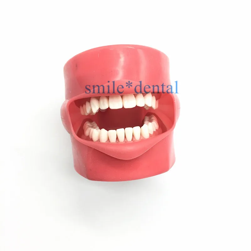 Dental Nissin manikin phantom head model dentist practice model Dental simulator simple Head Model