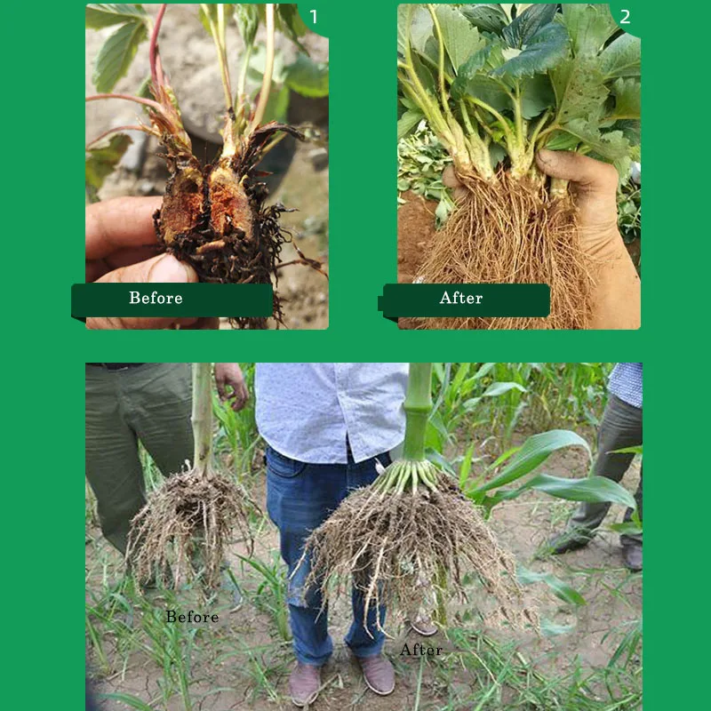 1Pcs Quick Rooting Powder Extra Fast Plant Flower Rooter Hormone Powder Growth Transplant Fertilizer Strong Sprout Seed Agent