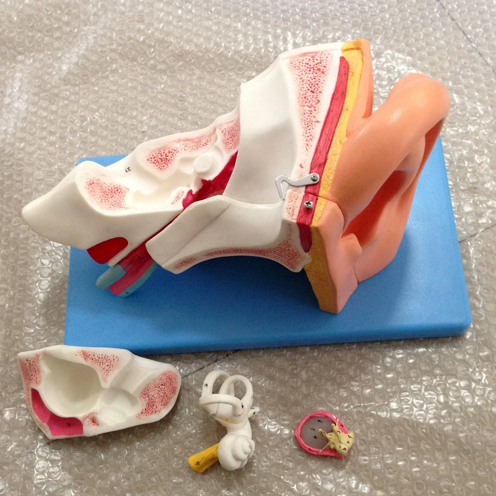 

Enlarged Ear model, Ear Anatomical Model,Human Ear Anatomy Model,Enlarged Detachable Ear Model