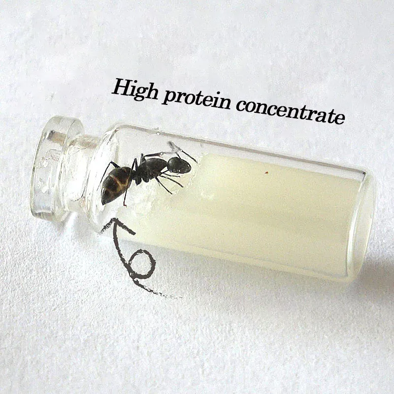 

Special Food For Ant Castle Convenient And Simple Food For Ants High Nutrition Not Easy To Mold And High Protein