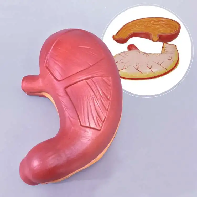 Stomach model Stomach anatomy enlarged model Gastrointestinal human stomach wall mucosa esophagus digestive system structure