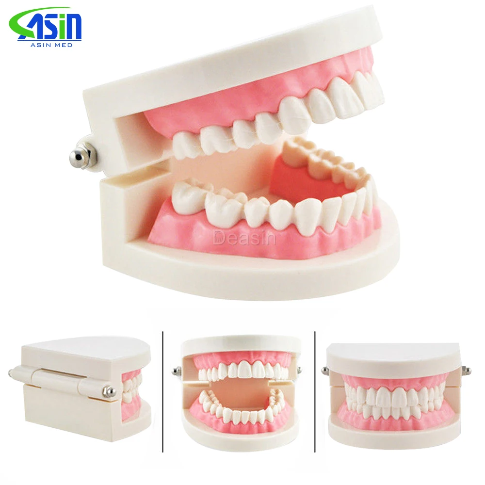 Oral health care dental model nursery teaching aids children's toys brushing teeth dental structure Demo