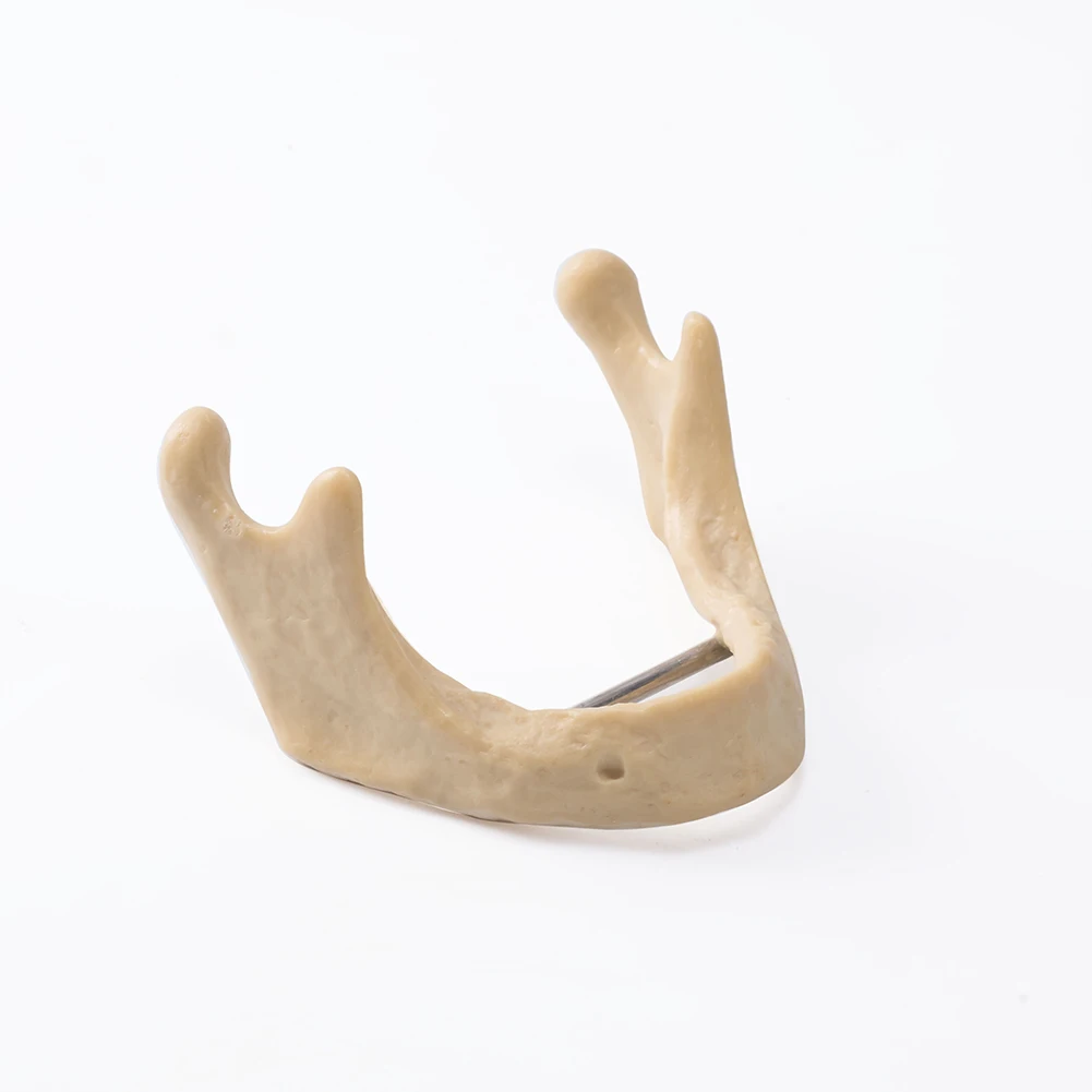 Easyinsmile Dental Implant Model Lower Jaw Bone Simulation Model Studing Model