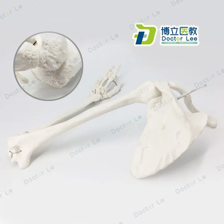 

1:1 Life Sized Human Medical Anatomy Elbow Joint Upper Limb Arm Scapula Clavicle Skeleton Model