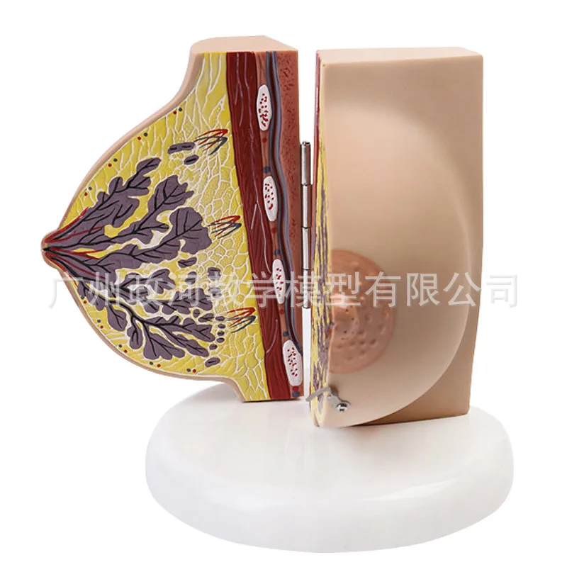 Human Female Quiescent Breast Anatomy Model Breast Enhancement Gynecological Teaching Display Model