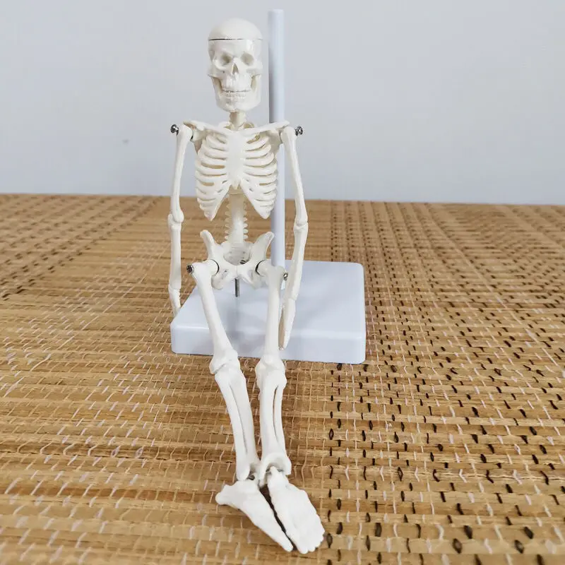Mini Human Skeleton Model Anatomy Skeleton Skeleton Model Medical Learning Halloween Party Decoration Skeleton Art Sketch