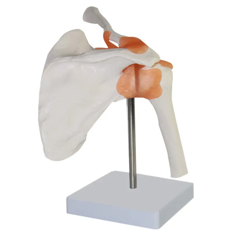 

1:1 Life Size Human Anatomy Shoulder Joint Bone Model with Ligament