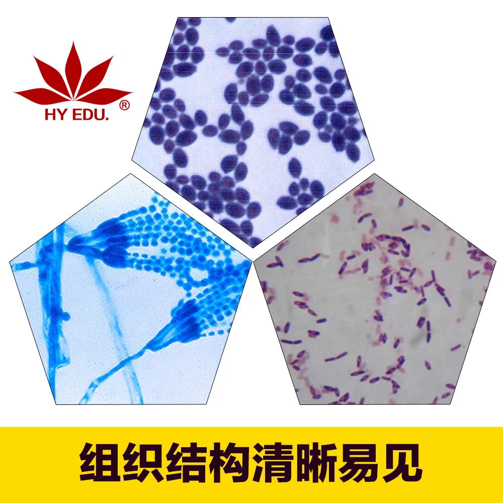 50 Kinds Professional Medical Study Germs Bacterial Fungi Microorganisms Slice Slides Specimen Section Penicillium Aspergillus