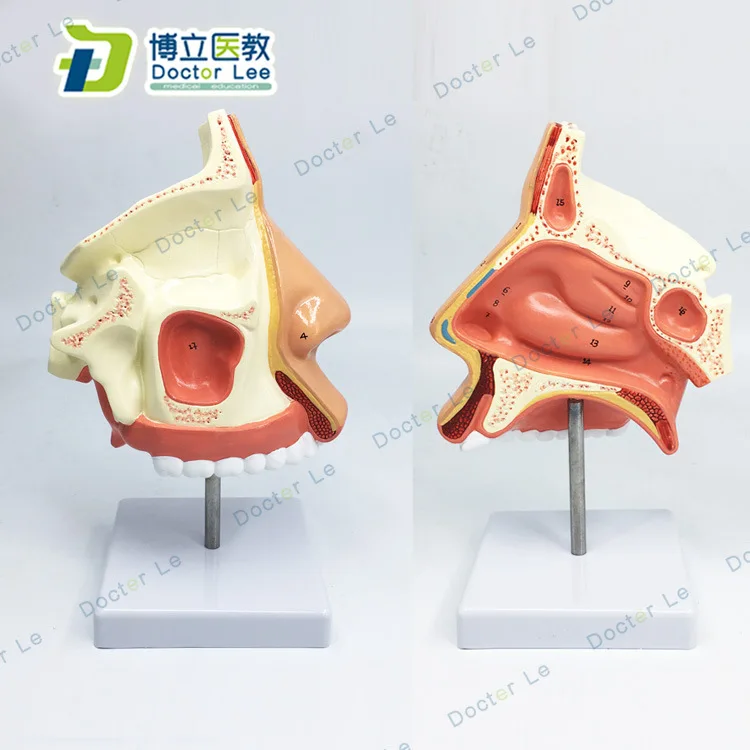 1:1 Life Sized Marked Human Nasal Cavity Anatomical Model ENT Model Accessory  Frontal Sinus Sphenoid Sinus Maxillary