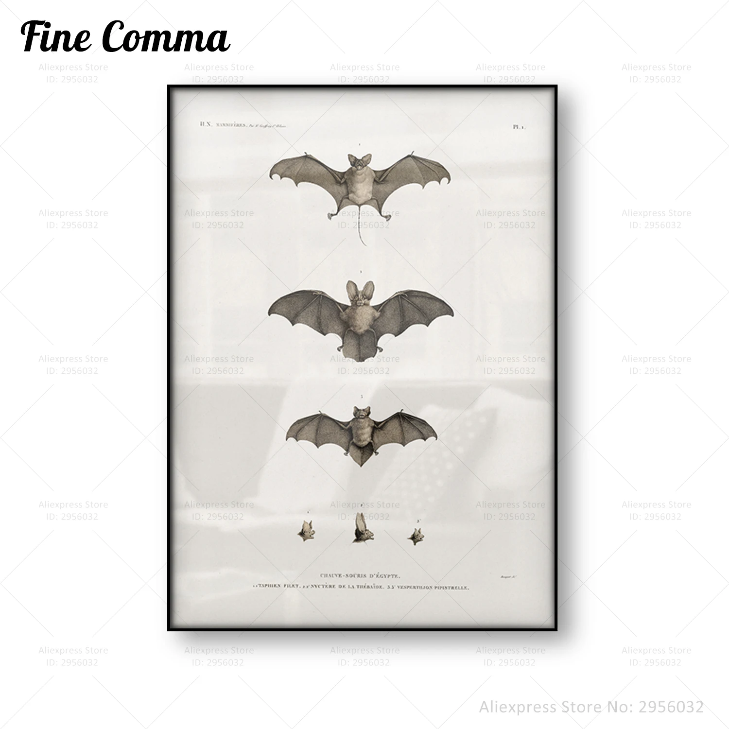 Egytian Bats Poster Vintage Science Chart Anatomy Animal Canvas Print Illustration Wall Art Antique Home Decor Painting Picture