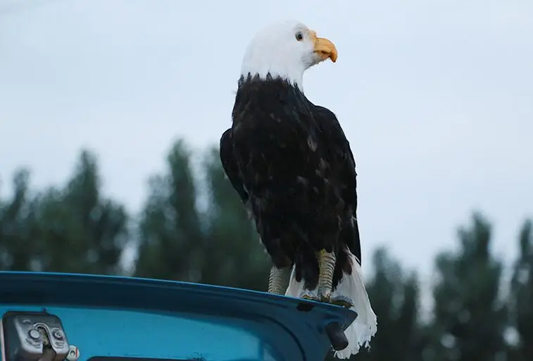 new real life turned eagle bird model foam&feather simulation black bird gift about 45cm xf2906