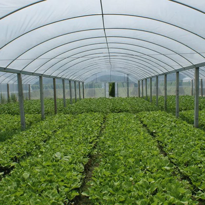 8M*30M-Large Commercial Green Houses Agriculture Greenhouse