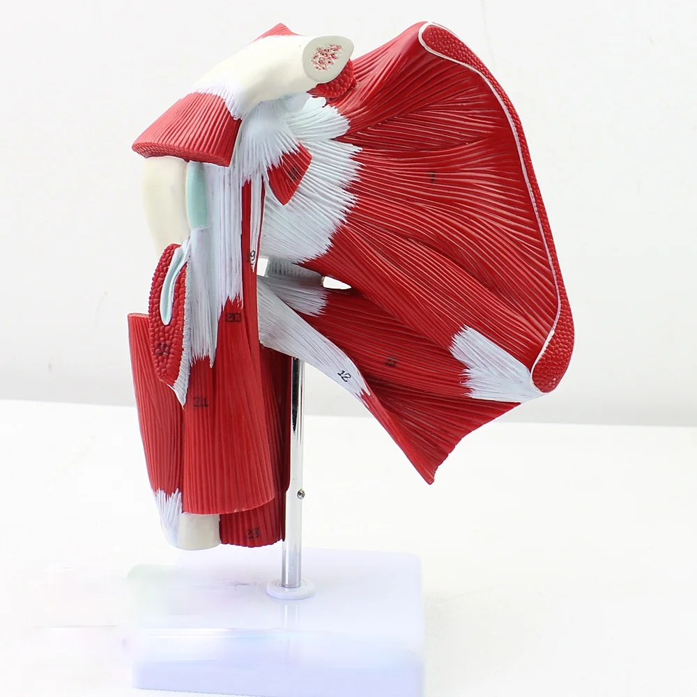 

Medical Human Shoulder Joint Muscle Tendon Anatomy Biology Model Surgery Mannequin Body