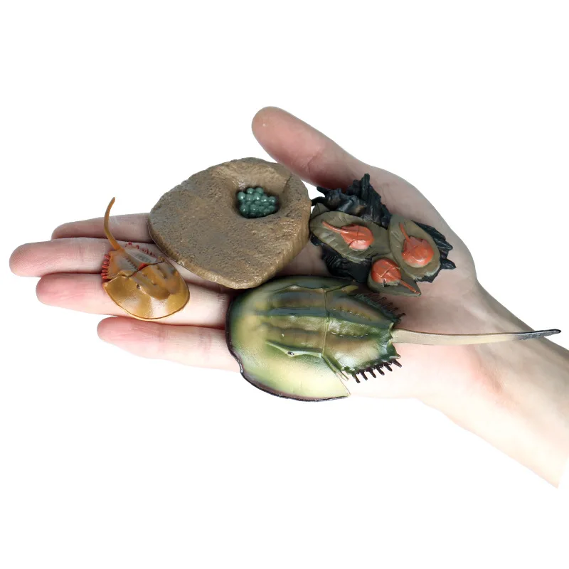 Simulation Animals Sea Turtle Horseshoe Crab Growth Cycle Action Figures Model Educational Cognitive Collection Cute Kids Toys