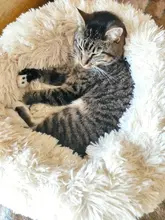 Pet Dog Bed Large Small Round Plush Mat #5