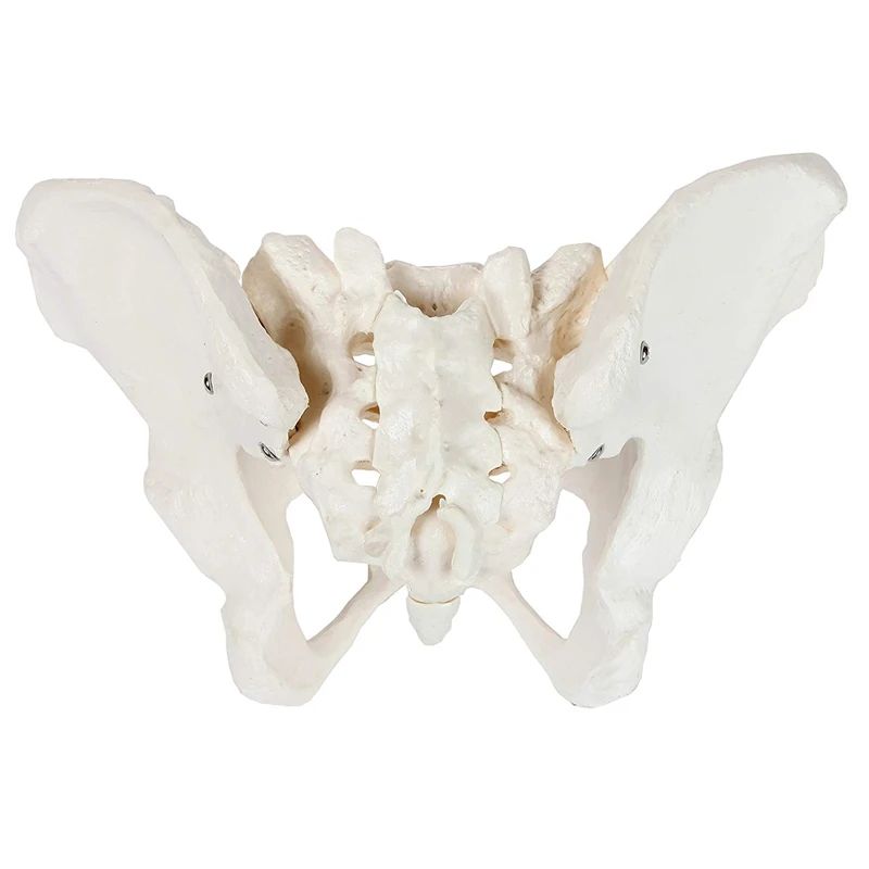 Female Anatomy Pelvis Pelvic Skeleton Throat Anatomical Anatomy Skull Sculpture Head Body Model