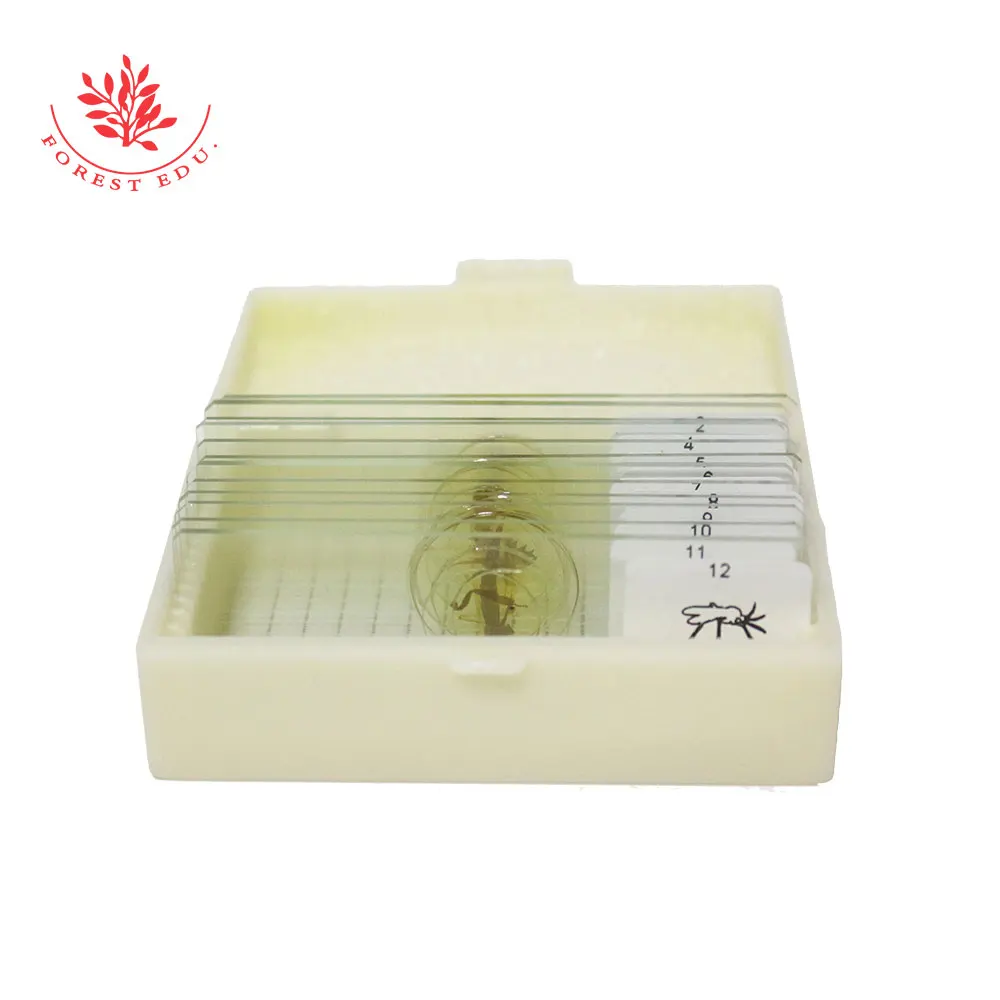 Prepared Insects Mosquito Housefly Honeybee Butterfly Chafer Specimen Scetion Microscope Slides for Biology Student 12Pcs/Set