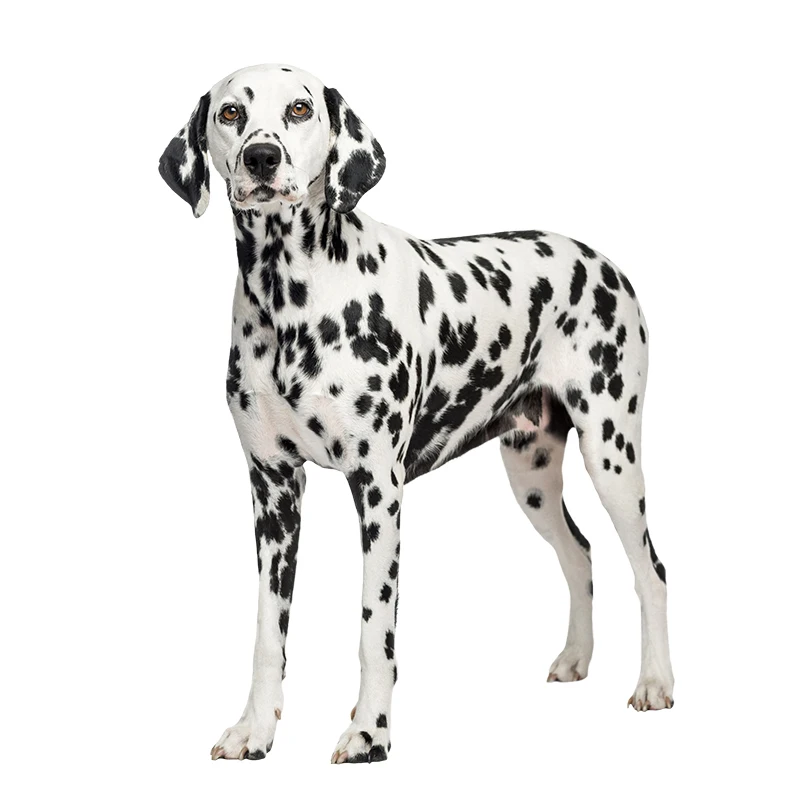 Three Ratels QC388 HD pixel cute Dalmatians Waterproof dog sticker Vinyl auto Wrap for car hood laptop home decoration decals