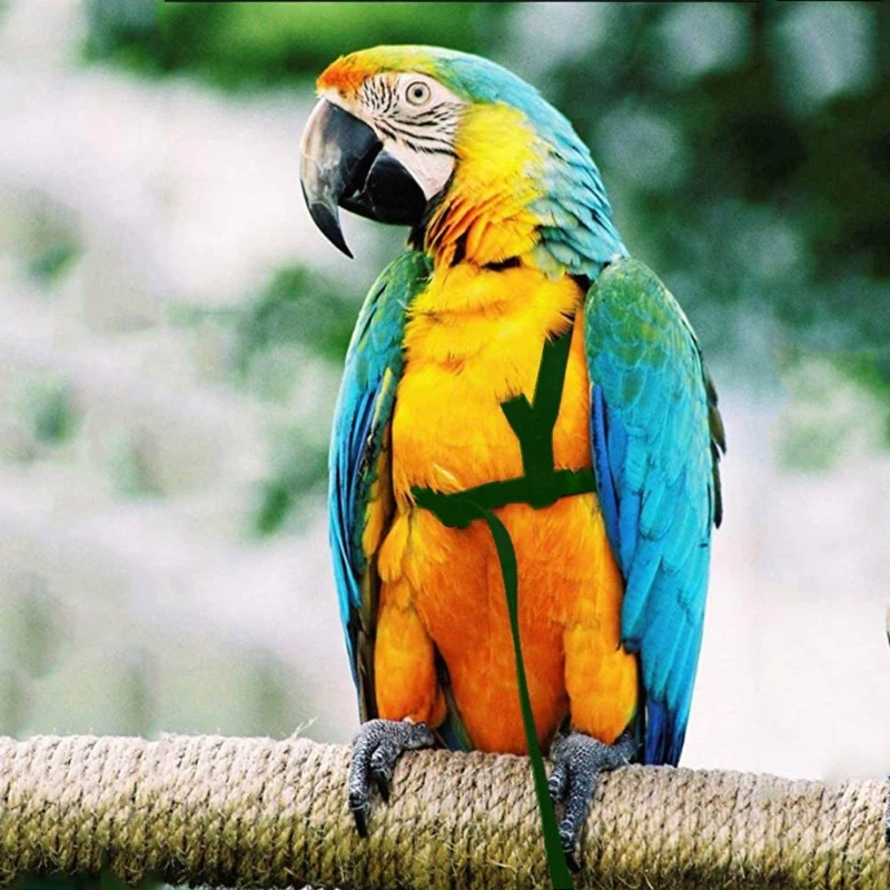 Bird Harness - Bird Leash for Conures- Adjustable Parrot Leash Bird Nylon Rope, Anti Bite Suitable for All Kinds of Parrots Dove