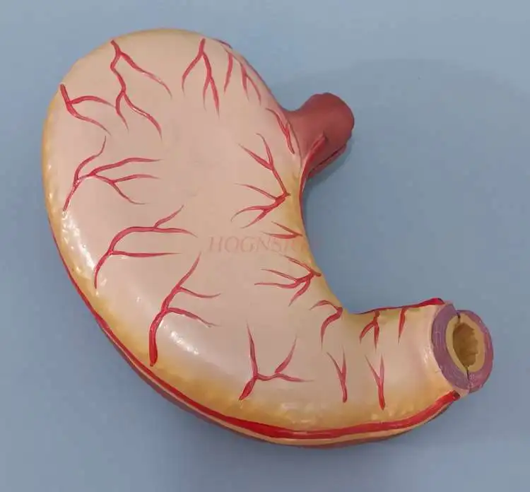 Stomach model Stomach anatomy enlarged model Gastrointestinal human stomach wall mucosa esophagus digestive system structure