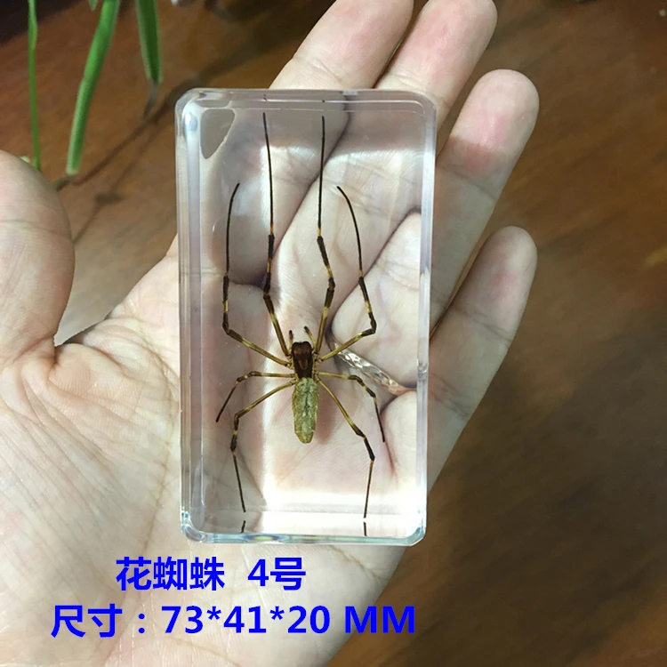 Teaching true small animals spider  resin true insect bird-catching Spider Garden Spider