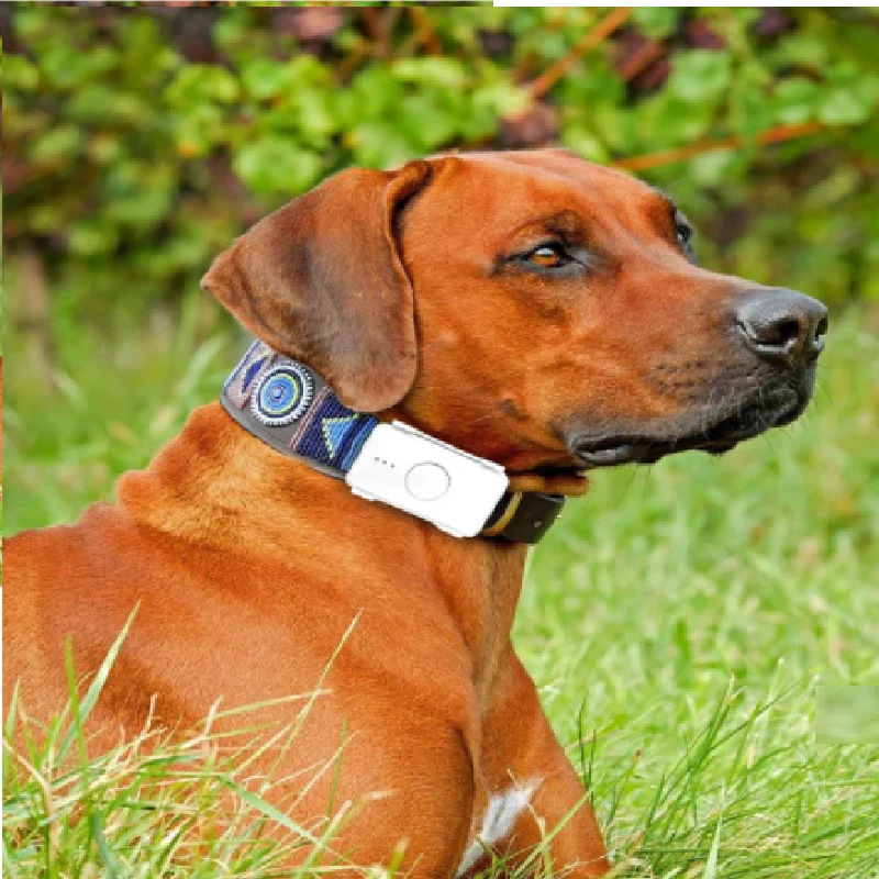 vibration levels dog controller waterproof high GPS accuracy animal tracking device with free APP tracking RYDLK105B