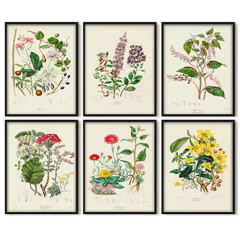 Vintage Plant Art Painting Global Vegetation Illustration Poster Prints Family Living Room Wall Decoration