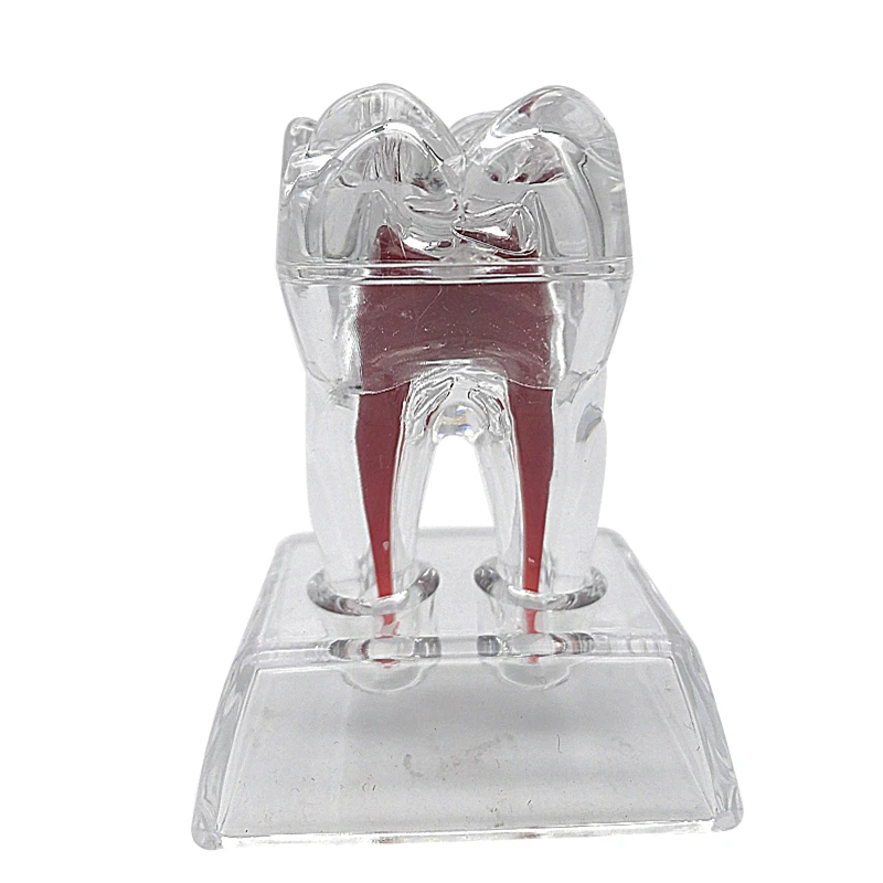 

Dental Crystal Base Teeth Model Tooth Molar Model Separable Teaching Demonstration teeth Model Transparent Lab Dentistry