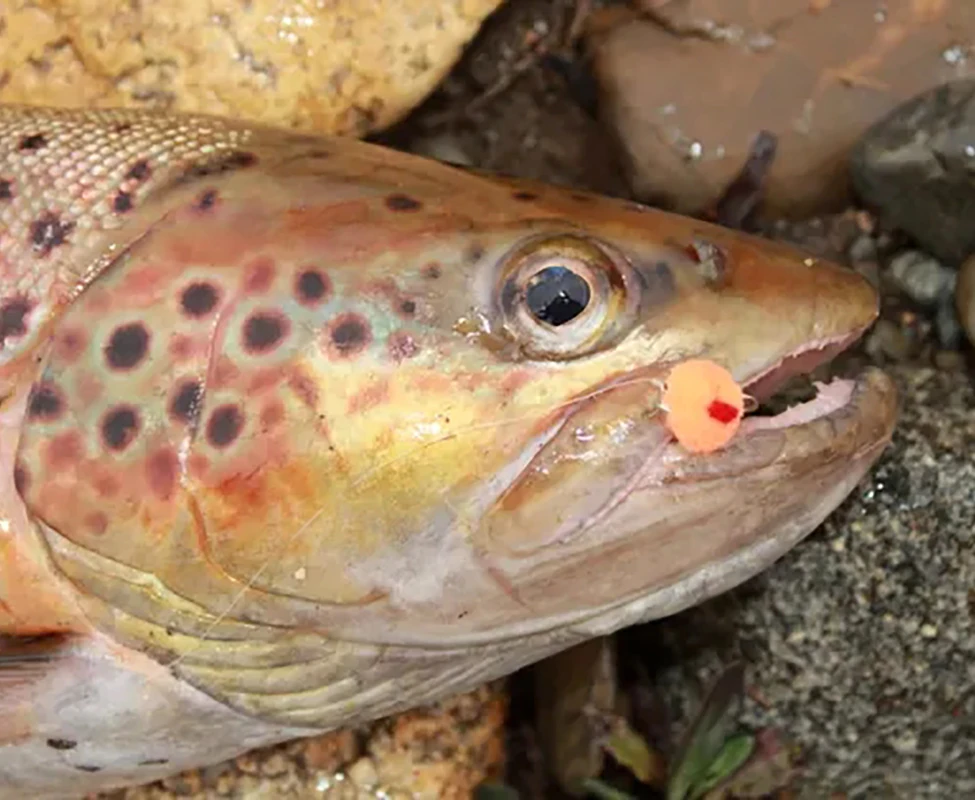 8/12 Stück Perlenkopf Glo Bug Lachseier-Fliegen, Lachsfischrogen-Nassfliegen, schnell sinkende Forellen- und Steelhead-Angelköder, künstliche Köder – Detail 6