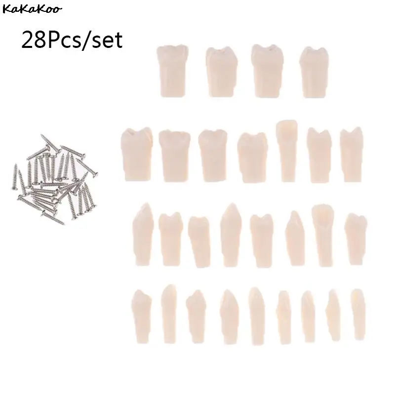 28/32Pcs Removable Tooth For Practice Model Dental Granule And Screw Teaching Simulation Model Teeth Model