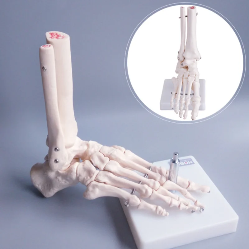 1:1 Foot Joint Model Foot Skeleton Model Medical Studies Foot Bones Skeletal Model Foot Anatomy Clinic Show Teaching Model