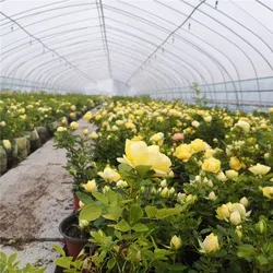 Agriculture Equipment Plastic shed Single-span Greenhouses Polytunnel