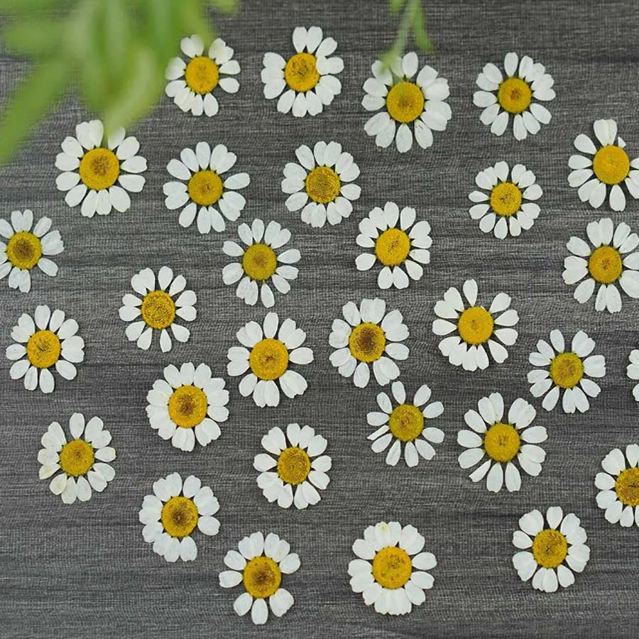 60pcs Dried Pressed Matricaria Recutita Flower Plant Herbarium For Jewelry Bookmark Phone Case Scrapbook Postcard DIY