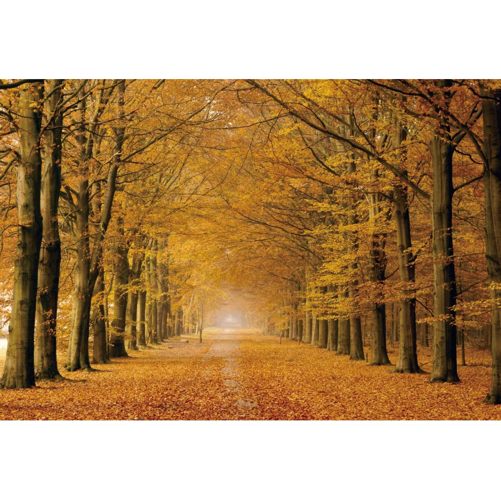 Yeele 가을 숲 낙엽 Photocall 자연 경관 사진 배경 사진 스튜디오 사진 배경