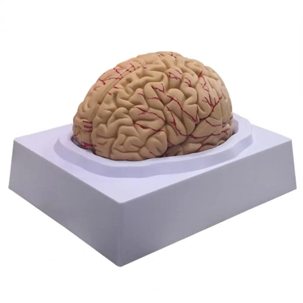 12x11x15 سنتيمتر نموذج الدعائم الطبية تفكيكها التشريحية الإنسان مجسم لشكل مخ 8-جزء بولي كلوريد الفينيل الحياة الحجم التشريح أداة التدريس الطبي