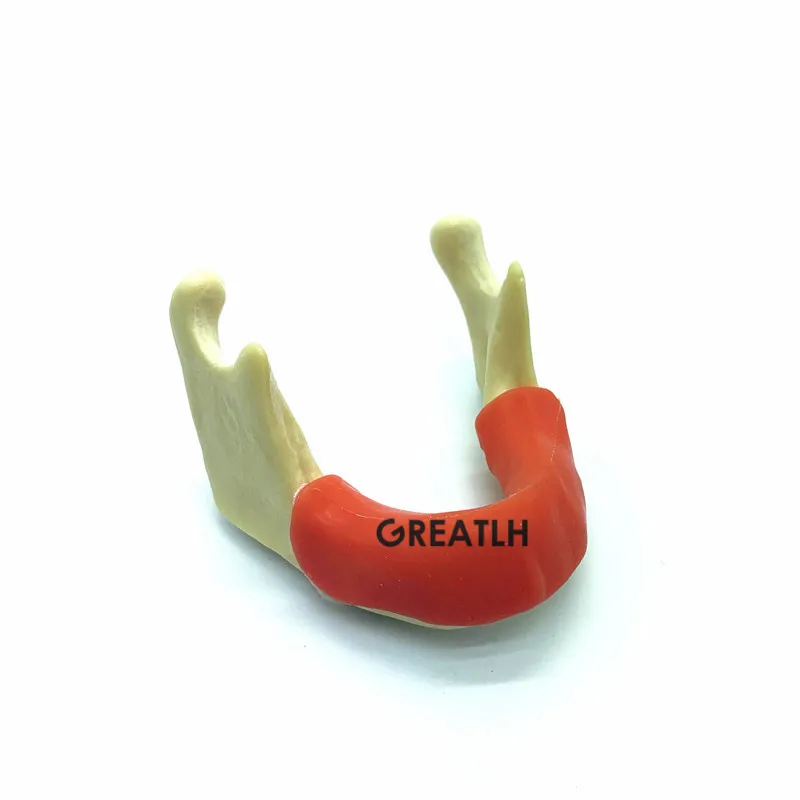 

Mandible With Soft Tissue Implant practise model Jaw with gum for Dental Training model Tool