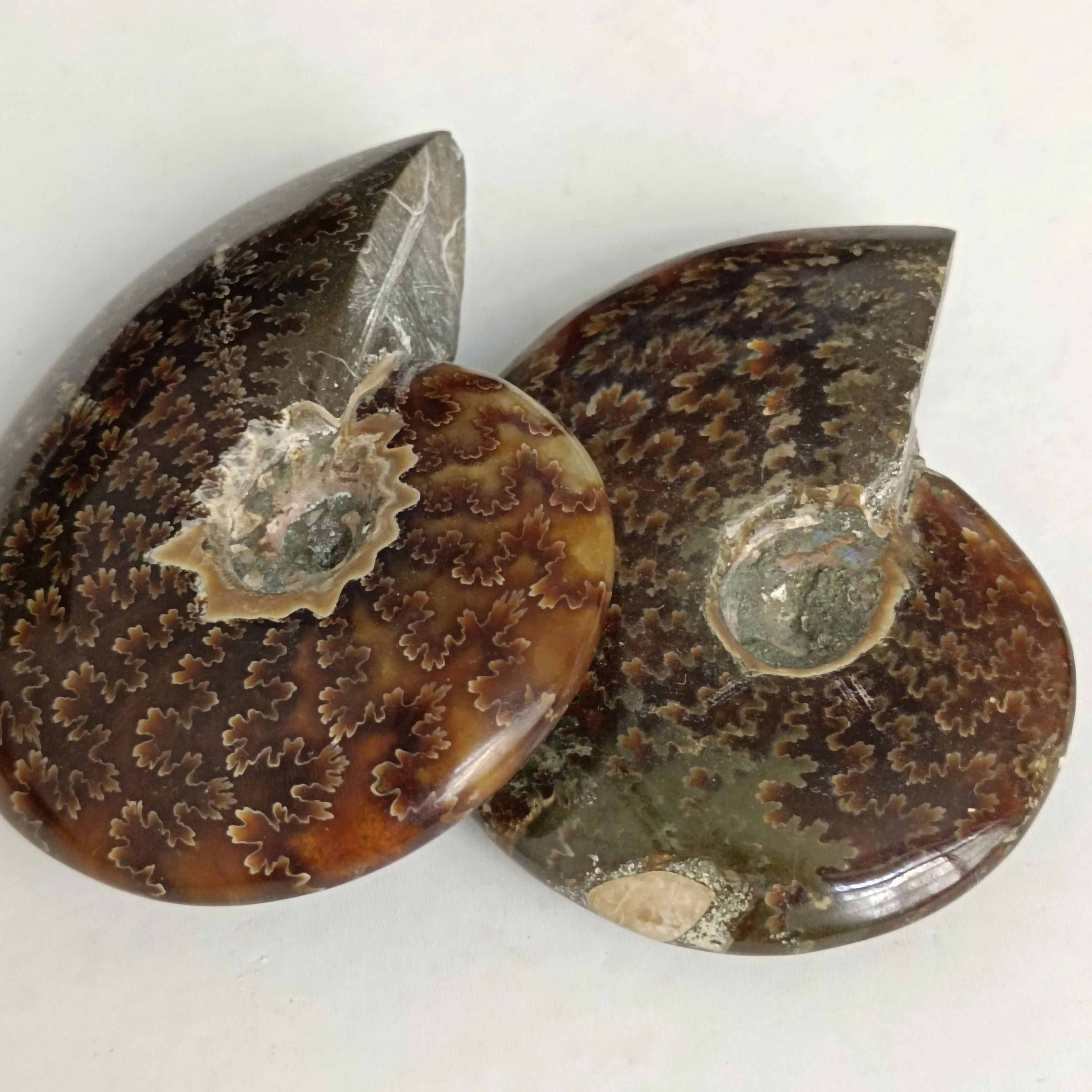 1pc Natural Conch Rough smooth Stone Ornaments Ammonite Slices Polished Conch crystals specimen healing decoration