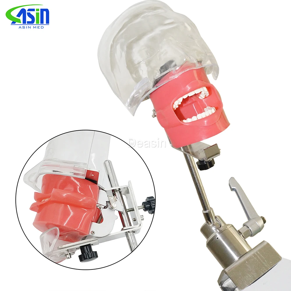 

Simple Head model Apply to the oral cavity simulation training fixed on the dental chair for any position practice