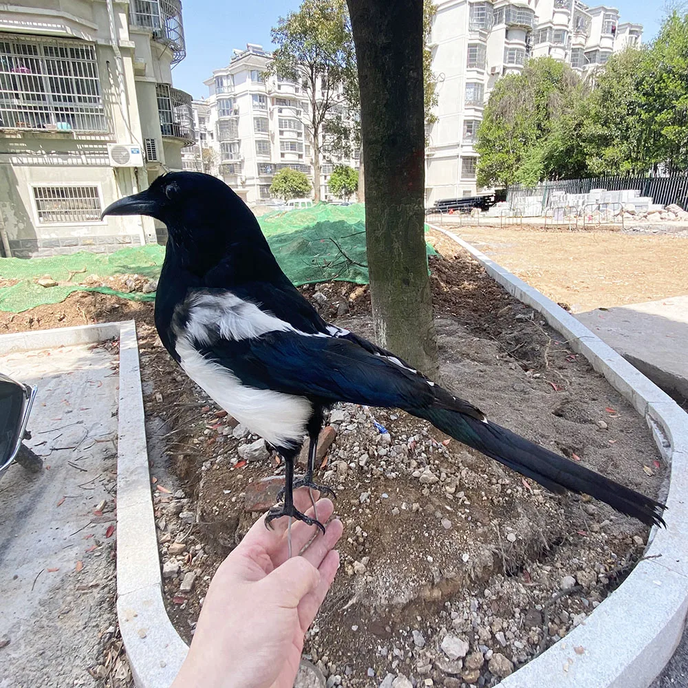 1Pcs axidermy stuffing Pica pica Eurasian Magpie /Common Magpie /Black-billed Magpie Teaching / Decoration