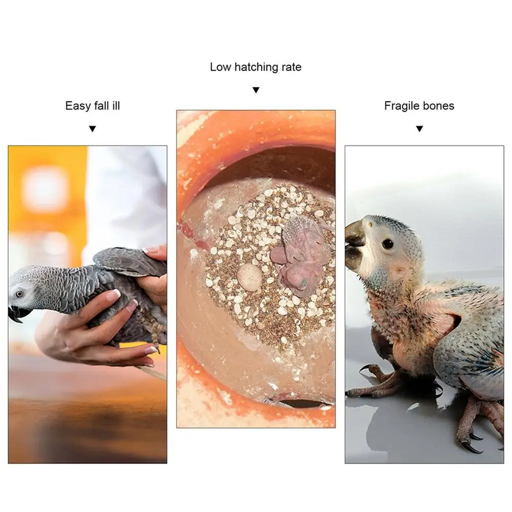 10Pcs Cuttlefish Bone For Parrot Natural Cuddle Bone Chew Toys Chewing Cuttlebone Easy To Absorb Exercise Pet's Sensitivity