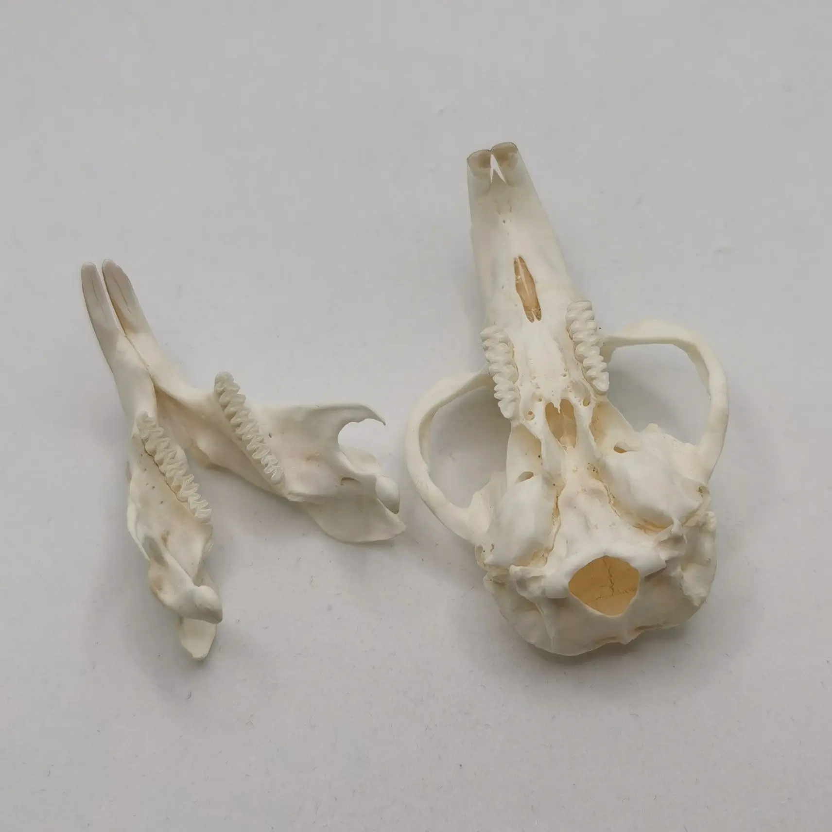 1 Pcs Real Muskrat  Animal Skull  Taxidermy Study Yuletide Christmas Gift Halloween Ornament